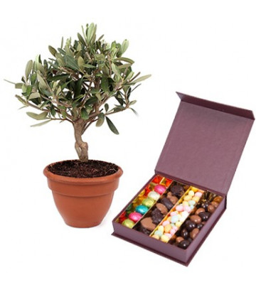 Olivier et chocolat de pâques