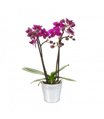 livraison fleurs orchidée