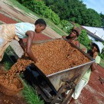 Séchage cacao sur le béton