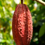 cabosse cacao Rouge
